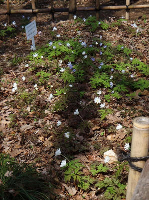 相模原北公園のキクザキイチゲ20120402
