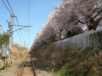 相模線沿いの桜