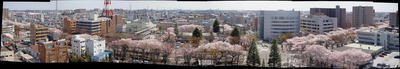 相模原の桜：2012/4/12