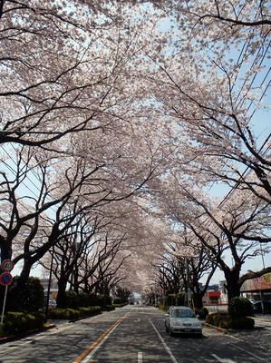 相模原の桜：2012/4/12