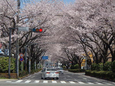 相模原の桜：2012/4/12