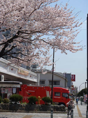 相模原の桜：2012/4/12