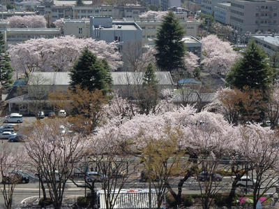 相模原の桜：2012/4/12