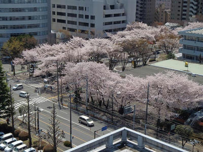 相模原の桜：2012/4/12