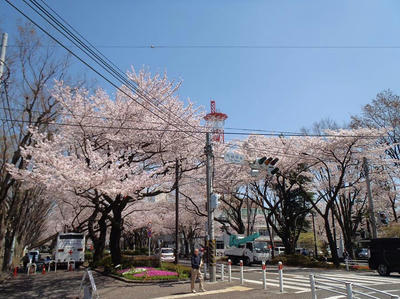 相模原の桜：2012/4/12