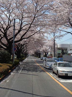 相模原の桜：2012/4/12