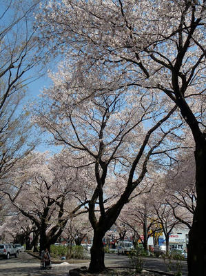 相模原の桜：2012/4/12