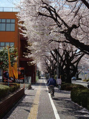 相模原の桜：2012/4/12