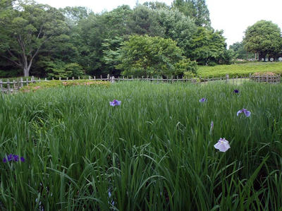 相模原北公園のショウブ：2012.5.29