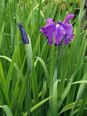 相模原北公園のショウブ：2012.5.29