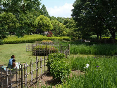 相模原北公園のショウブ：2012.5.29