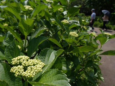 相模原北公園のアジサイ：20120529