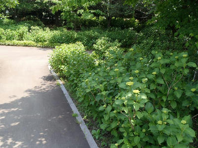 相模原北公園のアジサイ：20120529