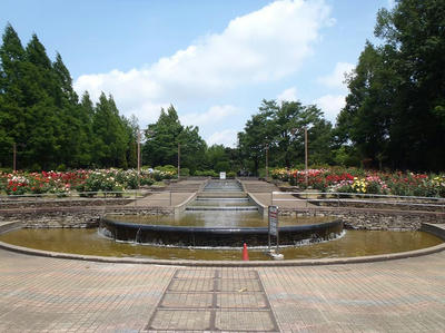 相模原北公園のバラ：20120529