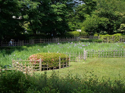 相模原北公園のショウブ：20120604