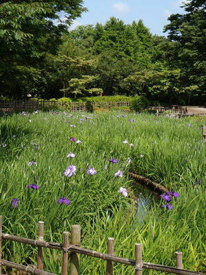 相模原北公園のショウブ：20120604