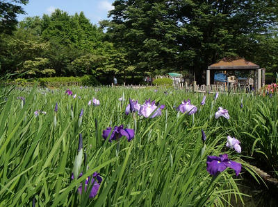 相模原北公園のショウブ：20120604