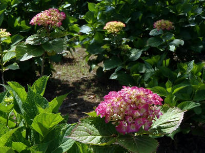 相模原北公園のアジサイ：20120604