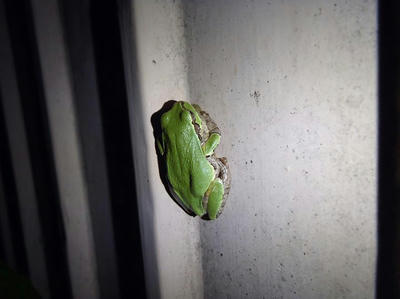 アマガエル