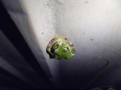 アマガエル