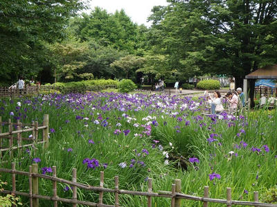 相模原北公園のショウブ：20120617