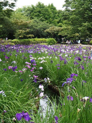 相模原北公園のショウブ：20120617