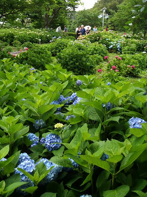 相模原北公園のアジサイ：20120617