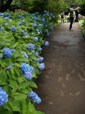 相模原北公園のアジサイ：20120617