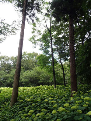 相模原北公園のアジサイ：20120617