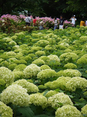 相模原北公園のアジサイ：20120617