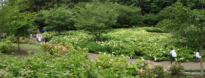 相模原北公園のアジサイ：20120617