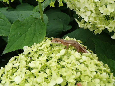 相模原北公園のアジサイとカナヘビ