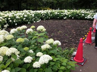 相模原北公園のアジサイ：20120624