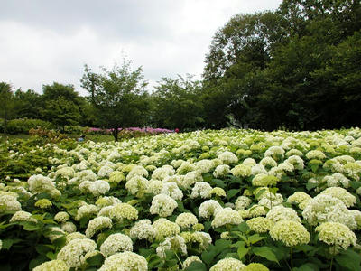 相模原北公園のアジサイ：20120624