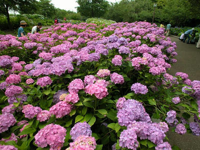相模原北公園のアジサイ：20120624
