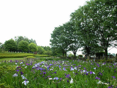 相模原北公園のショウブ：20120624
