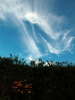 雲