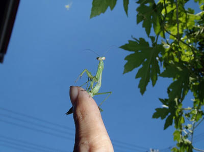 オオカマキリ幼体