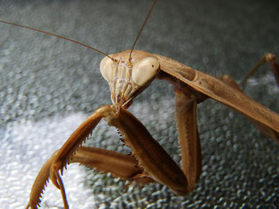 オオカマキリ（茶）