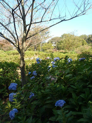 相模原北公園のアジサイ
