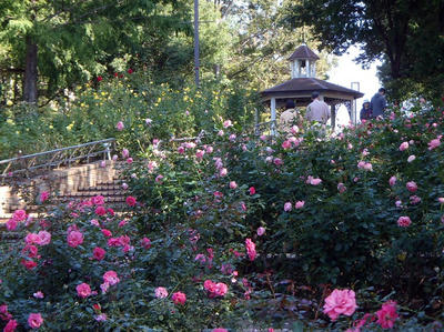 相模原北公園のバラ園