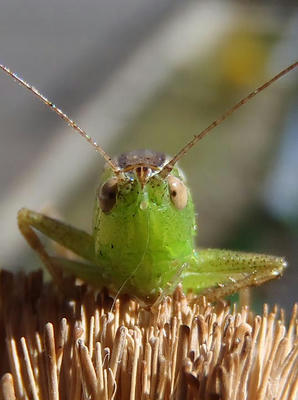 ホシササキリ♀正面