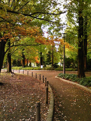 相模原北公園の秋