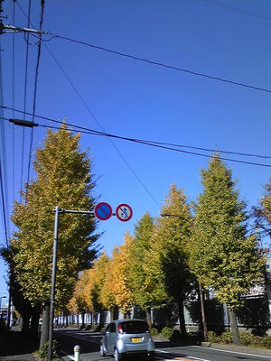街路樹のイチョウ