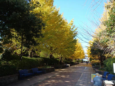 相模原北公園のイチョウ並木