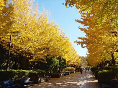 相模原北公園のイチョウ並木
