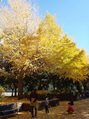 相模原北公園のイチョウ並木