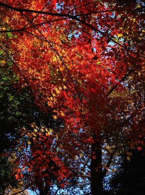 相模原北公園の紅葉