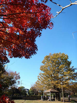 相模原北公園の紅葉