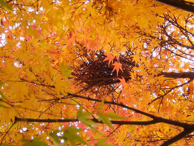 相模原北公園の黄葉